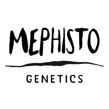 Semeno Mephisto Genetics - Forum Stomper Auto 3 ks