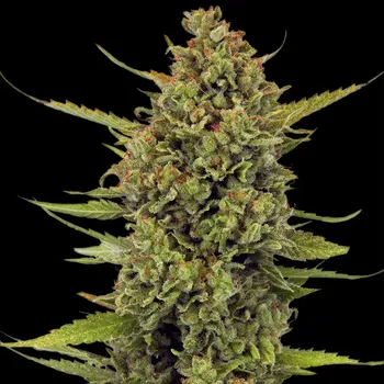 Semeno Barney´s Farm - Acapulco Gold 1 ks