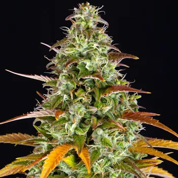 Semeno Barney´s Farm - Watermelon Zkittlez Auto 3 ks