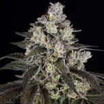 Barney´s Farm - Trainwreck 10 ks