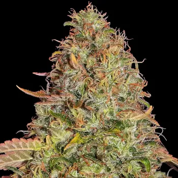 Semeno Barney´s Farm - Zkittlez OG Auto 3 ks