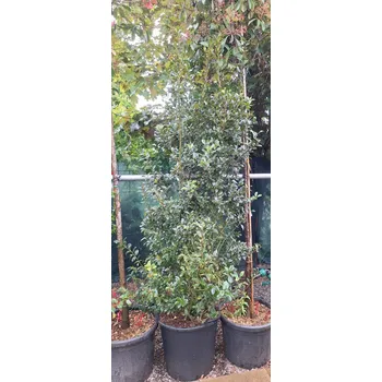 Sazenice Cesmína modrá 'Blue Maid', výška 175-200cm, kontejner 50l