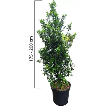 Sazenice Cesmína 'Heckenfee' 175-200cm, kontejner 50l