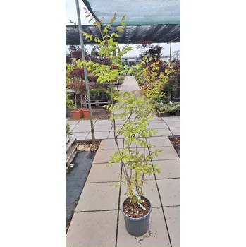 Sazenice Svitel latnatý, výška 120-150cm,kontejner 15l