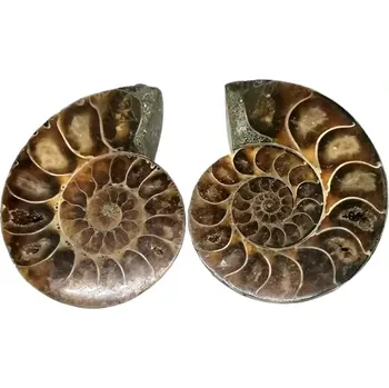 Amonit fosilie – větší kus 70 g, řezaný na obě půlky | Přírodní zkamenělina