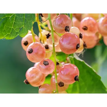 Sazenice Rybíz 'Ulubiena Lwowa' Balení: kontejner C2