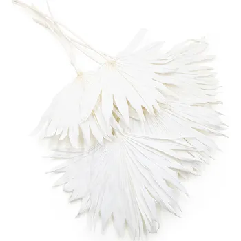 mech-mech.cz Sušený palmový list (Palm Sun) - Bělený