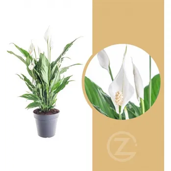 Sazenice Lopatkovec, Spathiphyllum, průměr květináče 17 cm