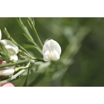 Květináč Čilimník, janovec vznešený na kmínku FloraSelf Cytisus praecox 'White Lion' výška kmenu 60 cm květináč 4 l