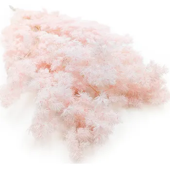 mech-mech.cz Stabilizovaný Asparagus - Ming Fern - pudrová růž