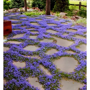 Sazenice Isotoma potoční ´DARK BLUE´, kont. 0,5 l