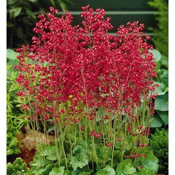 Sazenice Dlužicha krvavá ´LEUCHTKAFER´ kont. 0,5 l