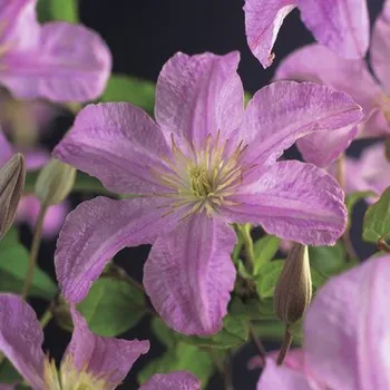 Květináč Plamének FloraSelf Clematis x hybrid 'Comtesse de Bouchaud' květináč 2,3 l