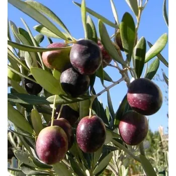 Sazenice Olea europea ´Manzanillo´ - olivovník evropský