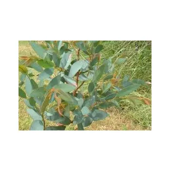 Sazenice Eucalyptus stellulata - hardy eucalyptus