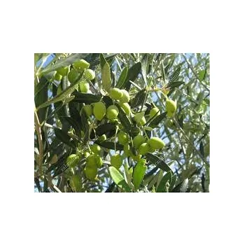 Sazenice Olea europea ´Aglandau´ - olivovník evropský