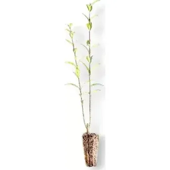 Plot Ptačí zob ( Ligustrum vulgare ) qp60
