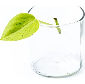 Gardners Peperomia Pixie - řízek k zakořenění Peperomie, Pepřinec