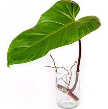 Bytová dekorace Gardners Philodendron Florida Ghost - řízek k zakořenění Filodendron
