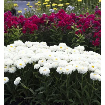 Sazenice Kopretina bílá ´MACAROON´ kont. 0,5 l