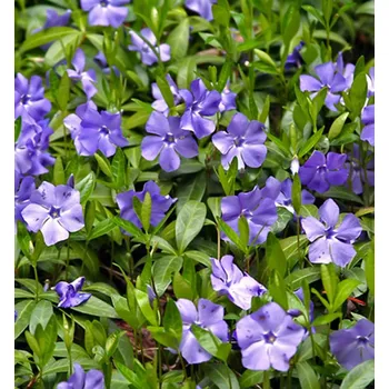 Sazenice Barvínek větší, kont. 0,5 l