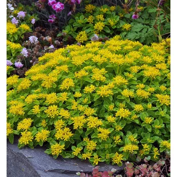 Sazenice Rozchodník kamčatský, kont. 0,5 l