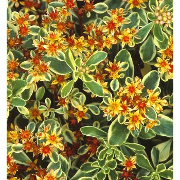 Sazenice Rozchodník kamčatský ´VARIEGATUM´ kont. 0,5 l