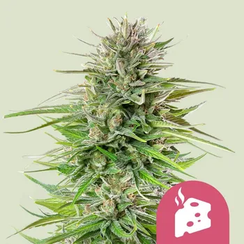 Semeno Royal Queen Seeds - Blue Cheese 3 ks