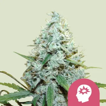 Semeno Royal Queen Seeds - AMG - Amnesia Mac Ganja 1 ks