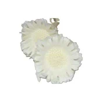 Sušené květiny Compacta medium blanched, 20 ks, bělené