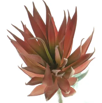 umělá květina Umělá rostlina, Agáve - Agave červená V18 cm