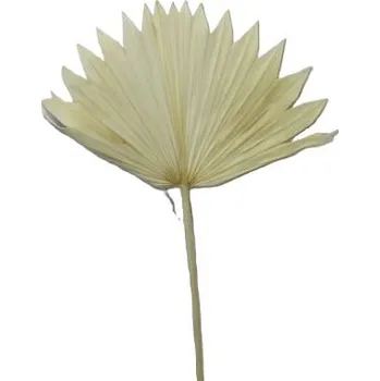 Palmové listy Palm sun spear bleach, 20 ks, bělené