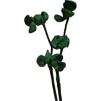 Sušené květiny Hakea large pod bleached dyed multiple,15 ks, zelené