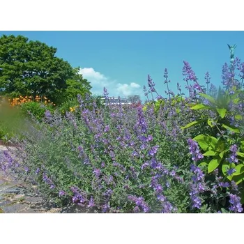 Květináč Šanta kočičí FloraSelf Nepeta faassenii výška 5-40 cm květináč 0,5 l