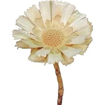 Sušené květiny Supercuts medium blanched, 10 ks, bělené