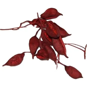 Sušené květiny Brachition color, 500 g, červené