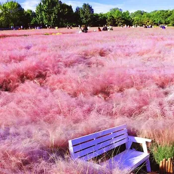 Sazenice levandule-online.cz Muhla mexická červená