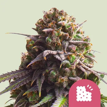 Semeno Royal Queen Seeds - Biscotti 1 ks