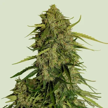 Semeno Royal Queen Seeds - Atlas F1 1 ks