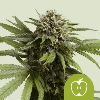Semeno Royal Queen Seeds - Apple Fritter Auto 3 ks