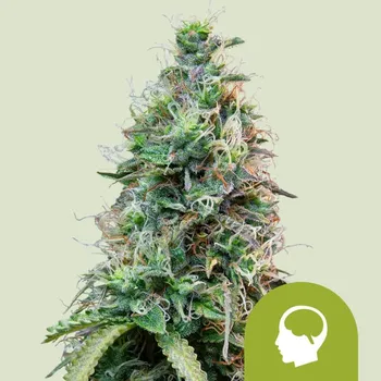 Semeno Royal Queen Seeds - Amnesia Haze Auto 3 ks