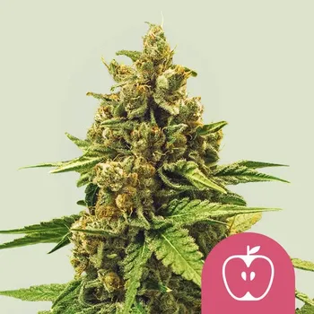 Semeno Royal Queen Seeds - Apple Fritter 1 ks