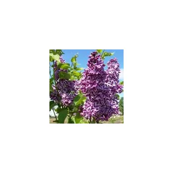 Sazenice Syringa vulgaris Sensation 40/60 cm