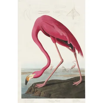Plakát Plakát, Obraz - American Flamingo, John James Audubon