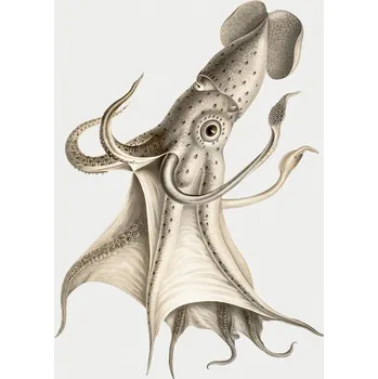 Plakát Plakát, Obraz - The Squid, Carl Chun