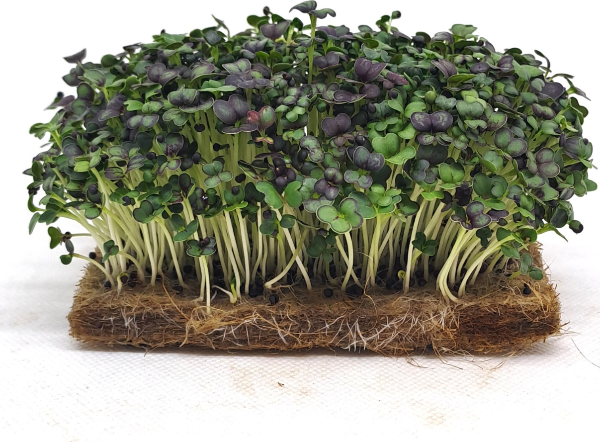Tiny Greens Červený Pak Choi Hong - BIO semínka na klíčení a microgreens Množství: 200g