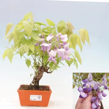 e-bonsai Venkovní bonsai - Vistarie květnatá - Wisteria floribunda 155774