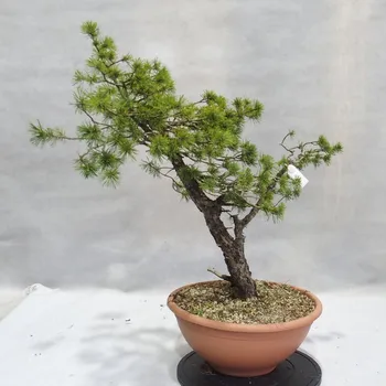 Yamadori - Pinus sylvestris 155183