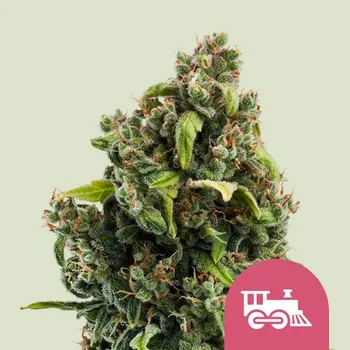 Semeno Royal Queen Seeds - Candy Kush Express Fast Version 3 ks