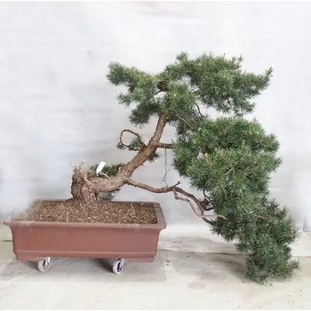 Yamadori - Pinus sylvestris 155303